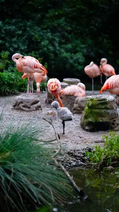 Flamingos at the water's edge