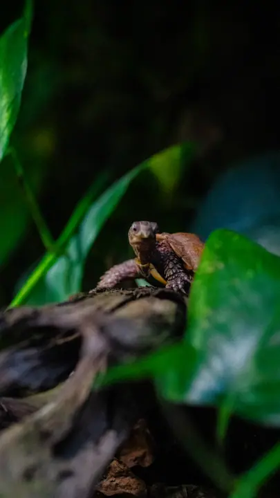 Small lizard among dark leaves