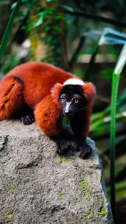 Red ruffed lemur on a rock