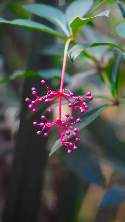 Pink blossom against green leaves