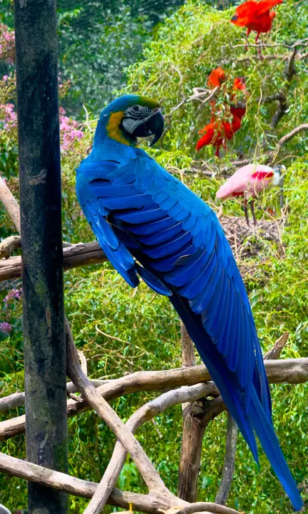 Blue and gold macaw on a branch